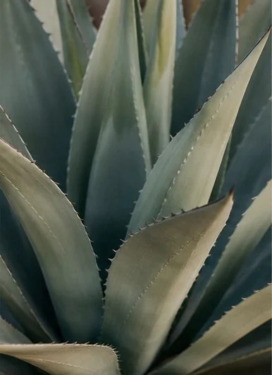 Agave plant in soft desert light