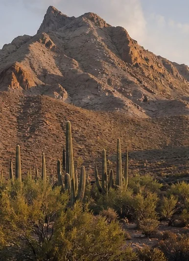 Desert mountain with saguaros at golden hour