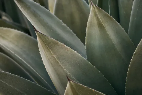 Agave macro in soft desert light